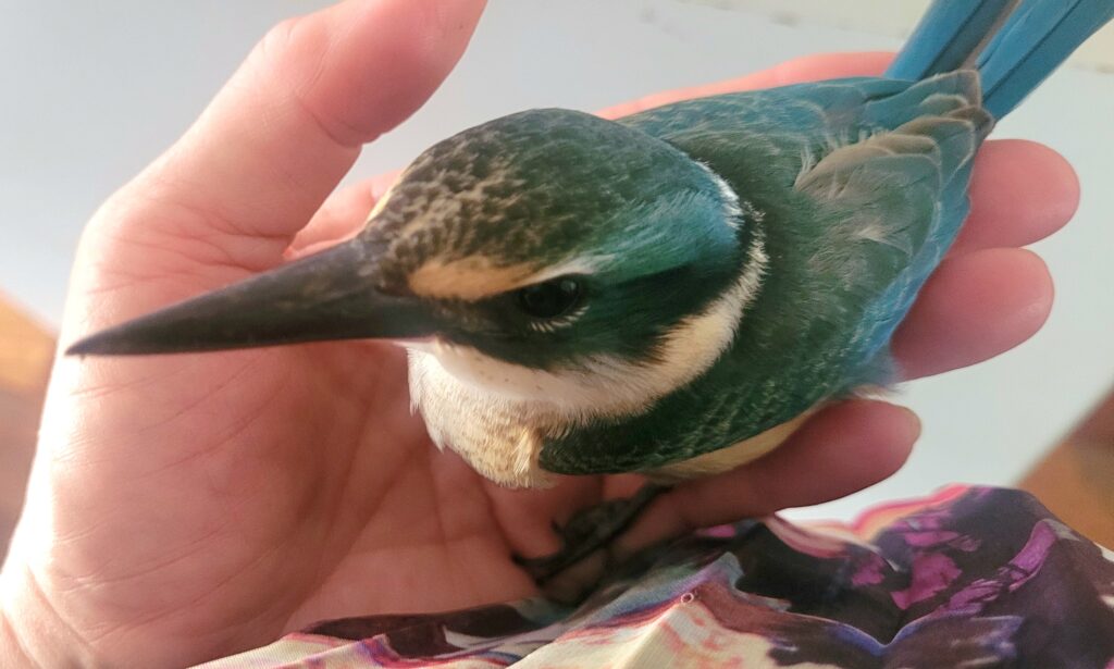 A close-up of a vibrant blue and green Sacred Kingfisher being gently held in a hand.