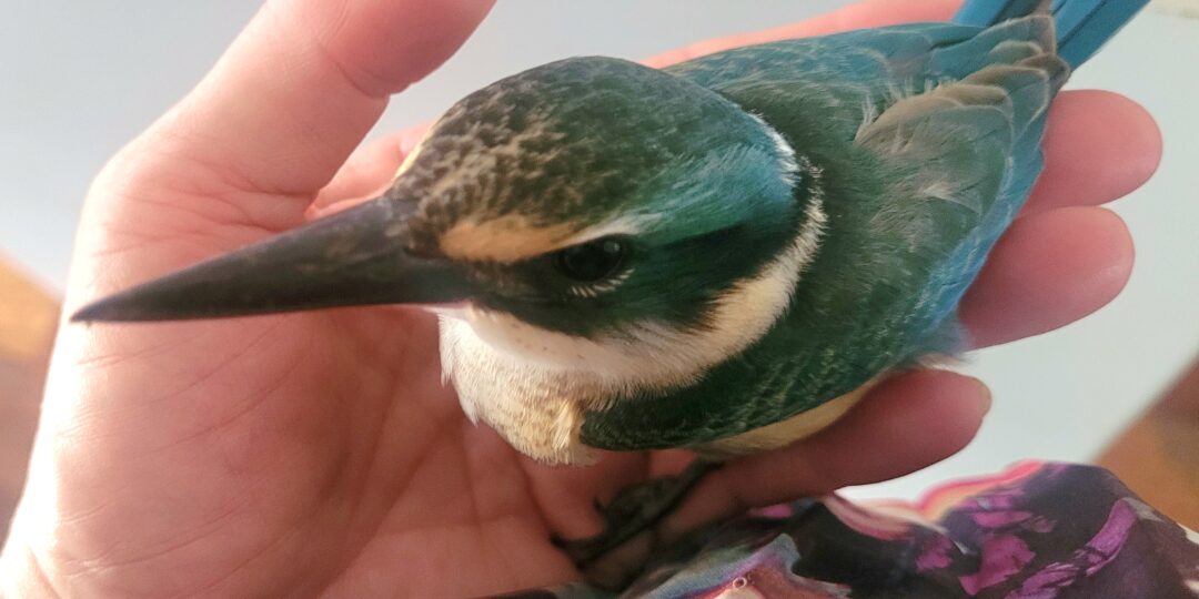 A close-up of a vibrant blue and green Sacred Kingfisher being gently held in a hand.