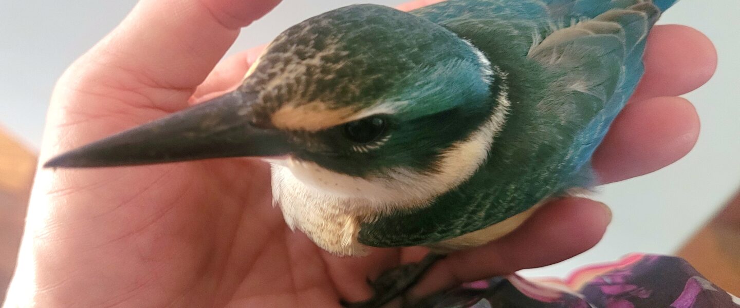 A close-up of a vibrant blue and green Sacred Kingfisher being gently held in a hand.