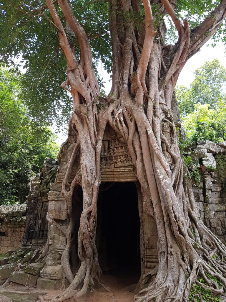 Massive ancient tree roots growing over a stone temple doorway in Cambodia, symbolizing the deep roots of yoga and meditation.