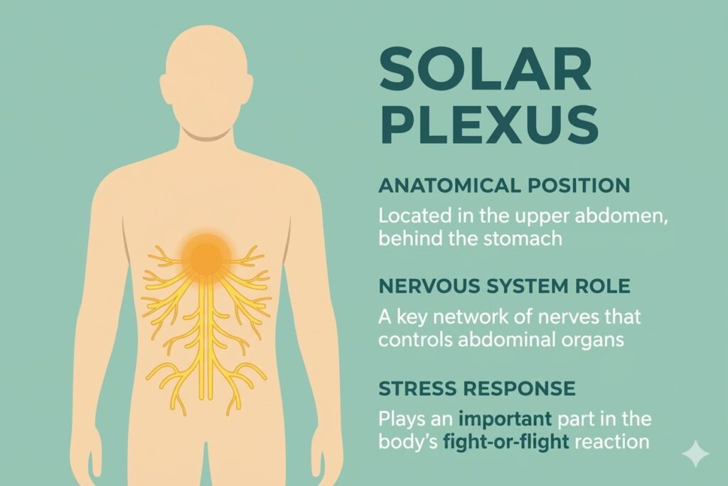 Anatomy diagram of the solar plexus showing its location in the upper abdomen and its role in the nervous system and fight-or-flight stress response.
