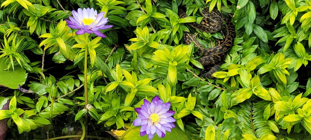 A vibrant natural photograph capturing a beautifully patterned brown and black carpet python coiled quietly among dense, bright green foliage. Emerging prominently alongside the snake are two radiant purple water lilies with bright yellow centers, standing tall on green stems. The rich composition of the green leaves, the coiled serpent, and the blossoming lilies perfectly mirrors the traditional iconographic elements of the Anahata heart chakra and dormant Kundalini energy.