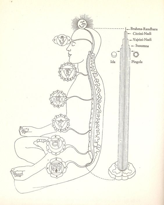 A traditional line art diagram illustrating human subtle anatomy, showing the seven chakras along the spine and a detailed cross-section of the nested concentric channels within the Sushumna Nadi, including the Vajrini, Citrini, and Brahma nadis.